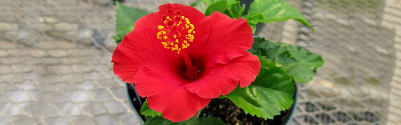 Propagating Hibiscus Vegetative Cuttings In Rootcubes® Growing Medium