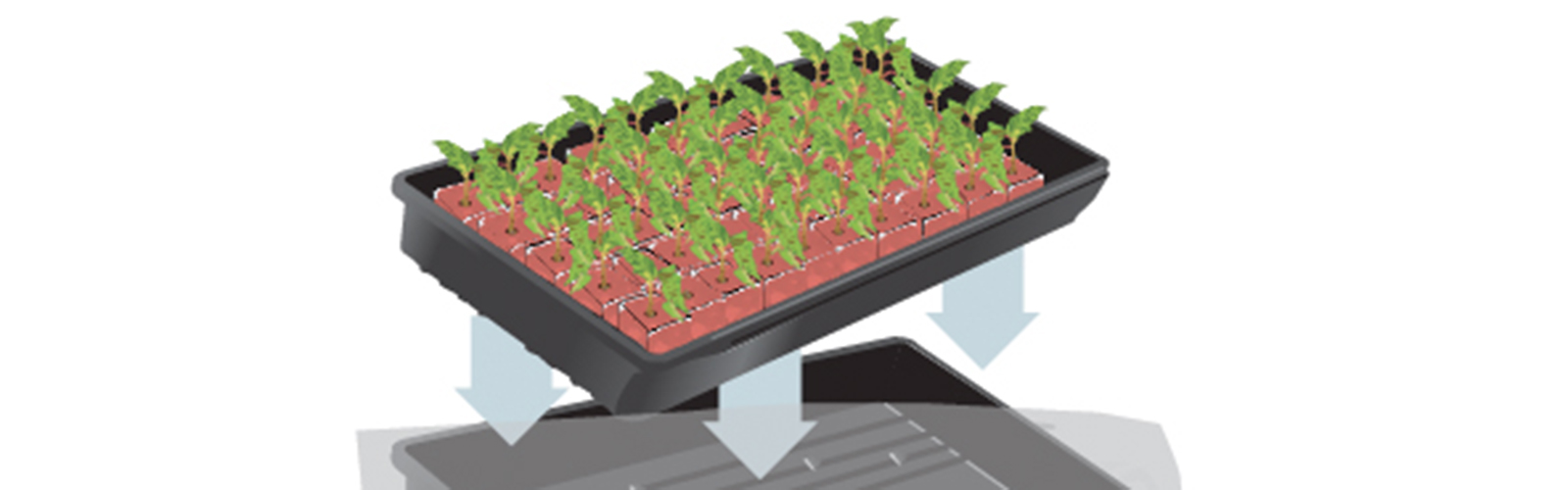Protocol – Growing Media